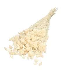 Dried Flowers Achillea Silvestre 60cm 100g