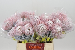 Leucospermum Painted White 40cm
