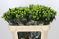 Hypericum Lucky Romance 70cm