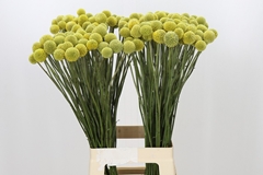 Craspedia Yellow 70cm