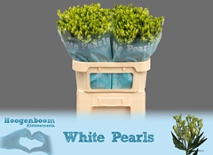 Alstroemeria Florinca White Pearls 75cm