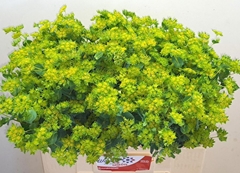 Bupleurum Rotundifolium 60cm