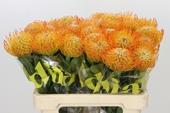 Leucospermum Ayoba Sun 60cm