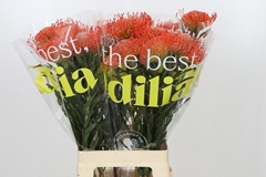 Leucospermum Succession 70cm