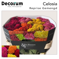 Celosia Reprise Mix 72cm