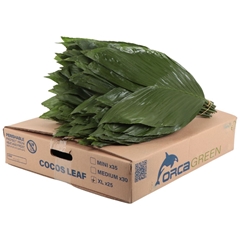 Chamaedorea Metallica Per Bunch 55cm
