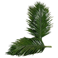 Phoenix Roebeleni Per Bunch 60cm