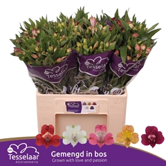 Alstroemeria Mix 60cm 40gr.