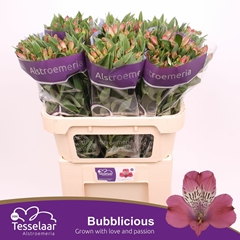 Alstroemeria Bubblicious 75cm 65gr.