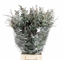 Acacia Baileyana Per Bunch 70cm 200gr.