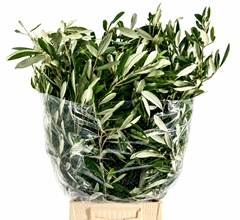 Olea Europaea Per Bunch 70cm 300gr.