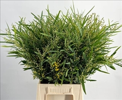 Acacia Decurrens Green 70cm 200gr.