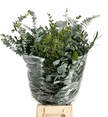 Eucalyptus Mix Per Bunch 70cm 200gr.