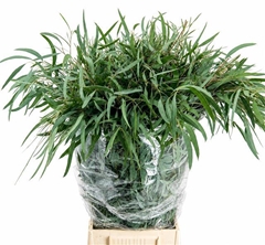 Eucalyptus Domenichina Per Bunch 65cm 200gr.