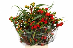 Eucalyptus Cardinale Per Bunch 65cm 500gr.