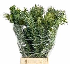Acacia Luna Dargento Per Bunch 70cm 200gr.
