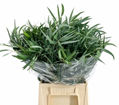 Eucalyptus Nicholii Per Bunch 50cm 150gr.