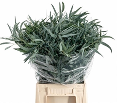 Eucalyptus Domenichina Per Bunch 50cm 150gr.