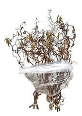 Corylus Contorta 80cm 2-year