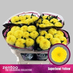 Chrysanth Single Superbowl Yellow 70cm 80gr.