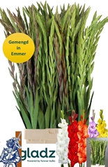 Gladiolus Mix 110cm 170gr.