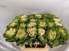 Brassica White Lady 70cm
