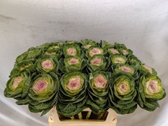Brassica Crane Bicolour 70cm