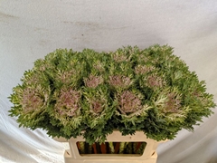 Brassica Crane King 70cm