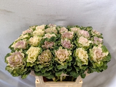 Brassica Crane Ruffle Bicolour 70cm