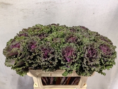 Brassica Crane Ruffle Red 70cm