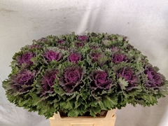 Brassica Altair 70cm