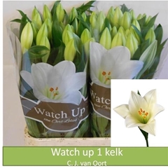 Lily Lf Watch Up 90cm 1+