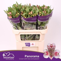 Alstroemeria Panorama 75cm 60gr.