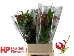 Gloriosa Rotschildiana 90cm