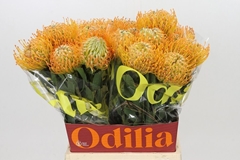 Leucospermum Soleil 50cm