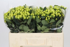 Hypericum Smiley Romance 50cm