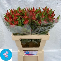 Celosia Celway Orange 60cm