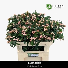 Euphorbia Fulgens Spray Pink Baron 70cm 5cm Hd