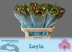 Alstroemeria Layla 75cm 80gr.