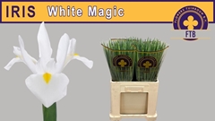 Iris White Magic 59cm