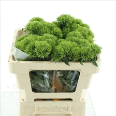 Dianthus Barb Kiwi Mellow 50cm