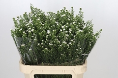 Aster Paquita 80cm 40gr.