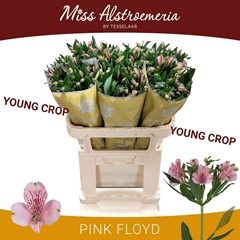 Alstroemeria Pink Floyd 75cm 75gr.