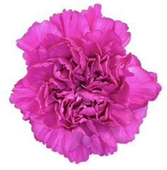 Dianthus Single Dark Farida 70cm