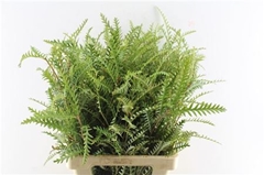 Grevillea Ivanhoe Bronze 60cm