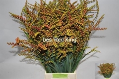 Crocosmia Red King 85cm