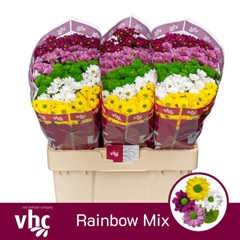 Chrysanth Santini Mix Per Bunch 55cm 40gr.