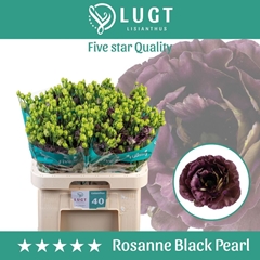 Eustoma Double Rosanne Black Pearl 70cm