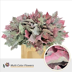 Quercus Rubra Painted Autumn Mix 60cm