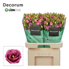 Eustoma Double Rosita Cherry 70cm